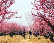 这个春天邀你正阳来赏花