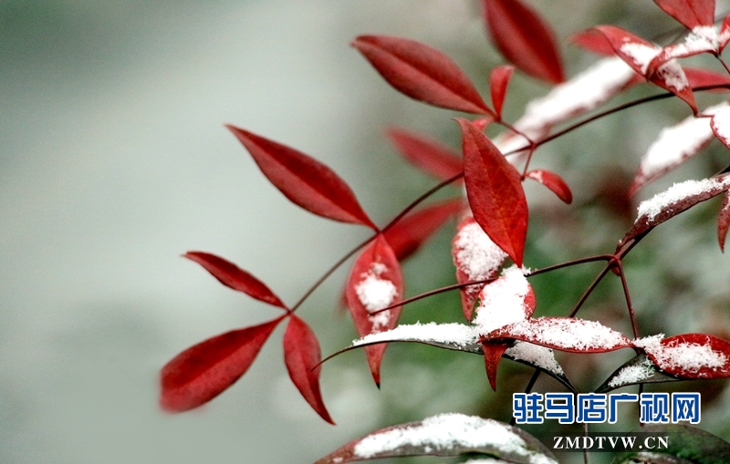 雪后的黄淮学院小景