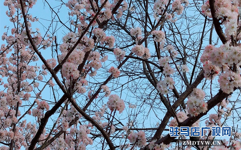 拍摄于驻马店广播电视中心附近。摄影/末月
