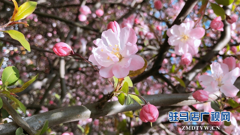 春风拂面时,赏花好时节!摄影/末月