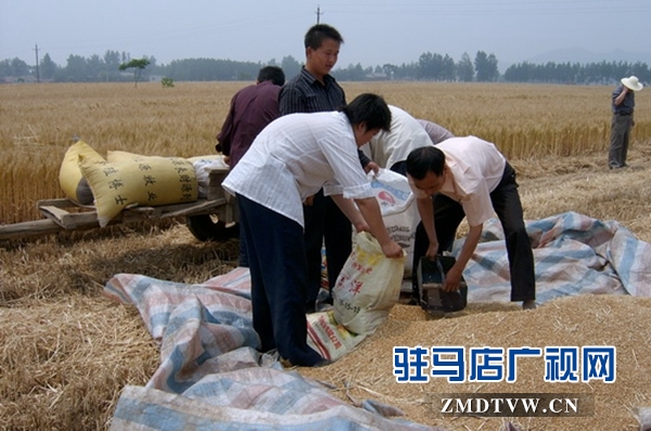 确山县计生协帮助困难计生家庭收麦（图）.jpg