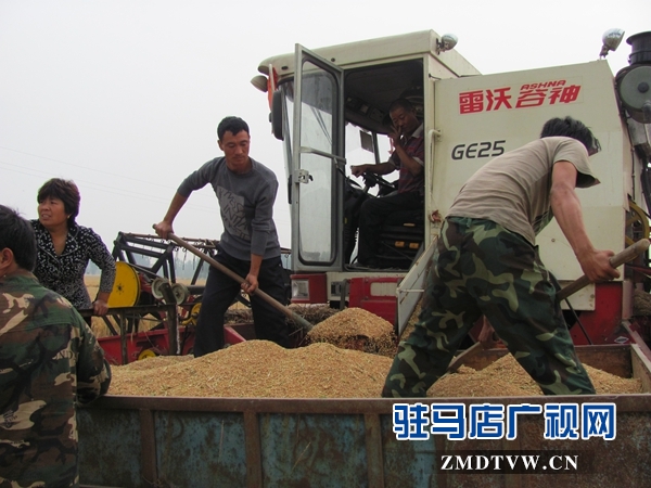 确山县计生协帮助计生家庭抢收小麦（图片）.jpg