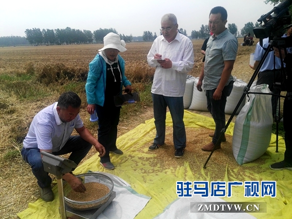 市农业专家对部分麦块进行实打验收 
