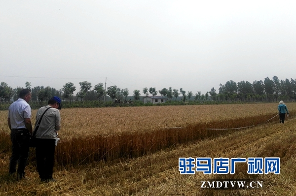 市农业专家对部分麦块进行实打验收 