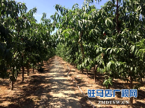 驿城区刘庄村10亩桃子成熟摘不完 市民采摘1斤1元