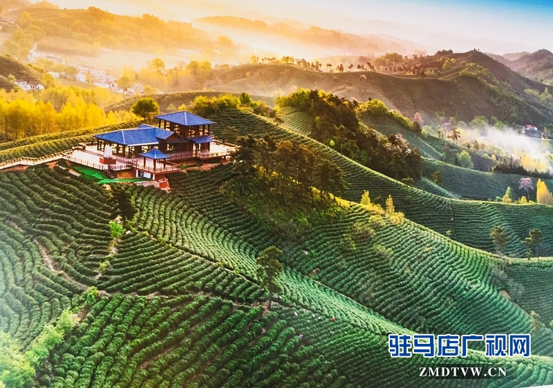 龙潭村万亩茶园（摄影/王东红）