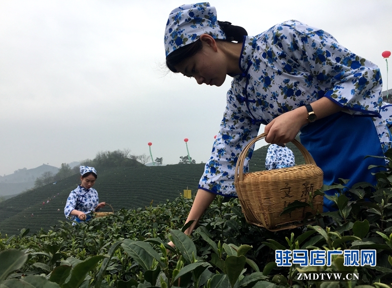 采茶女正在采摘茶叶