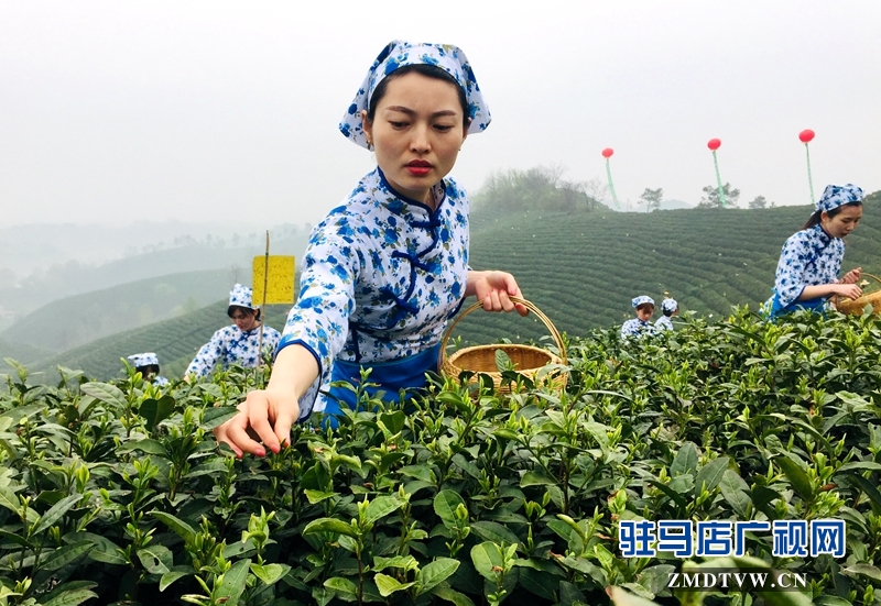 采茶女正在采摘茶叶