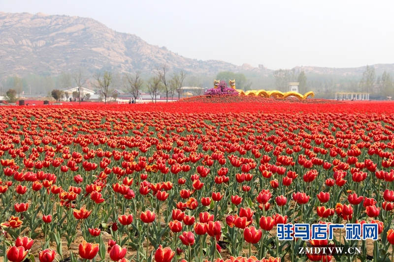 郁金香园小景