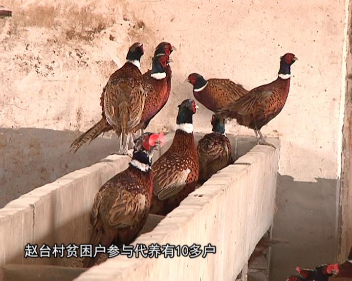 魅力乡村《364期》