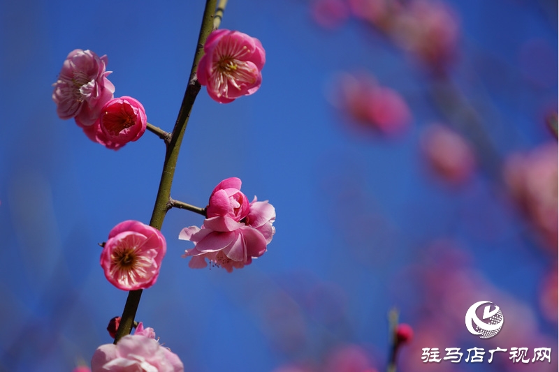 为了坚持最后的胜利
