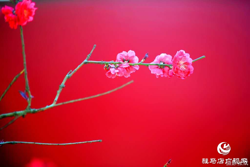 鲜艳艳的红花绽放