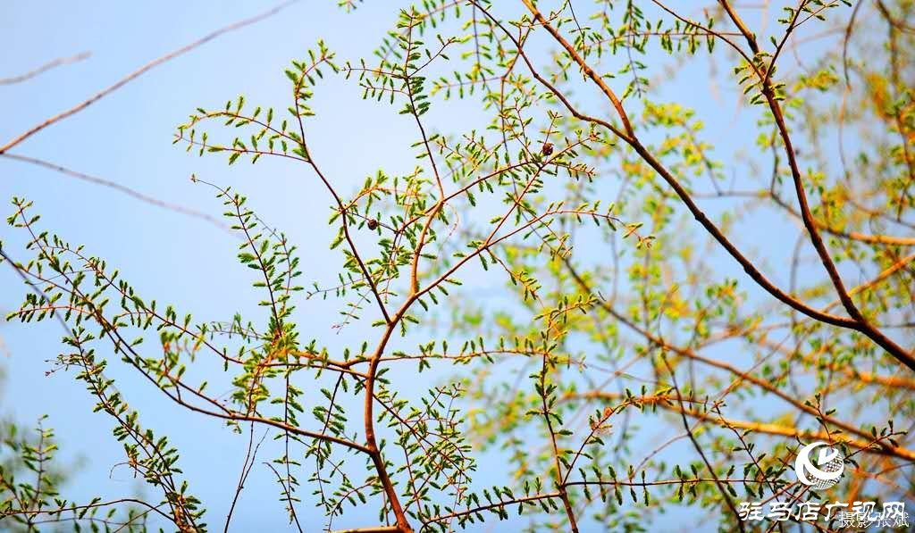 绿芽已爬满枝头