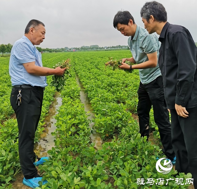 正阳：省市县三级气象专家为花生花针期管理“把脉问诊”