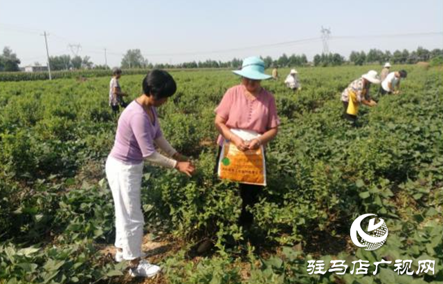 西平县五沟营镇：金银花种植助推脱贫攻坚