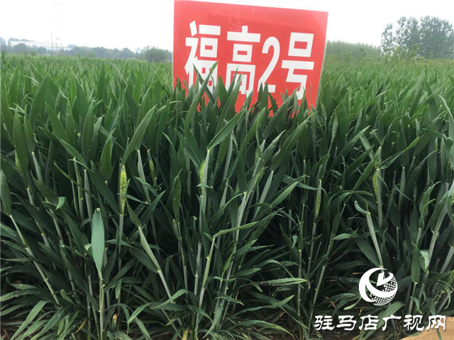 吨源种业小麦苗期回访
