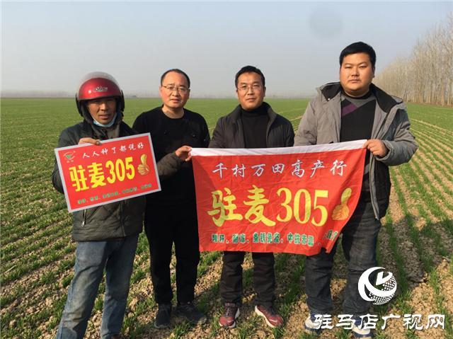 驻麦305“千村万田高产行”