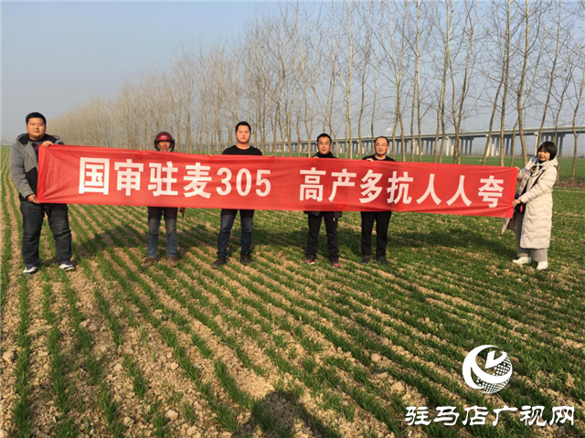 驻麦305“千村万田高产行”