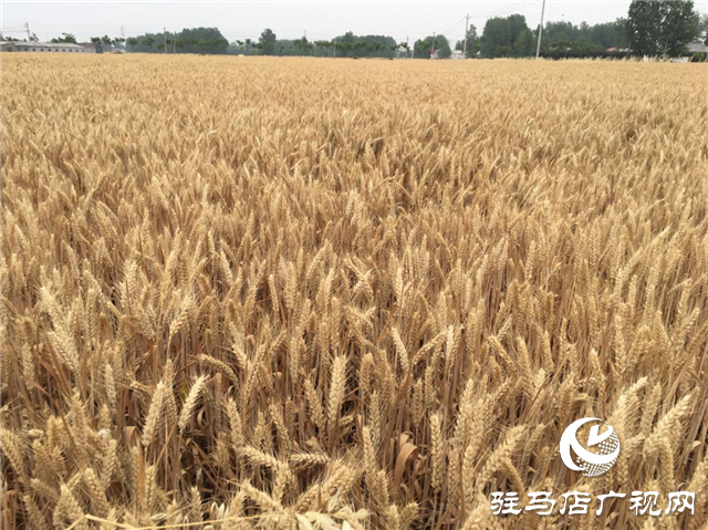 驻麦305“千村万田高产行”