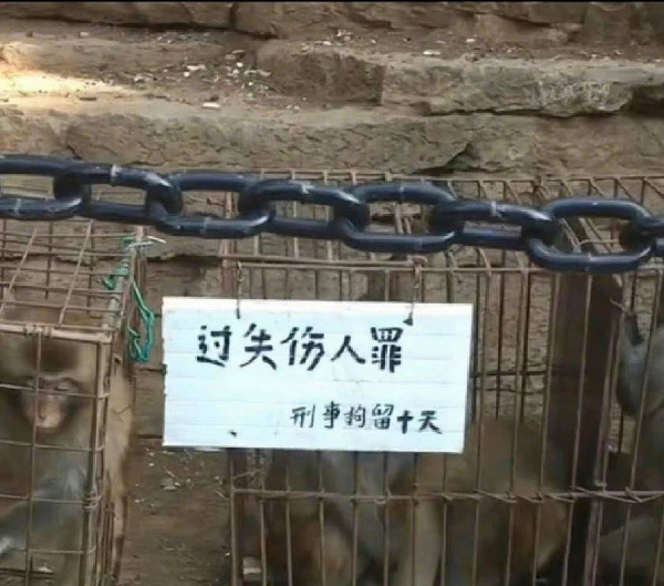峨眉山猴子被拘留？假的！峨眉山猴子是国家二级保护动物