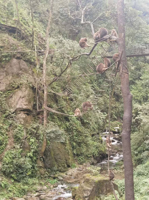 峨眉山猴子被拘留？假的！峨眉山猴子是国家二级保护动物