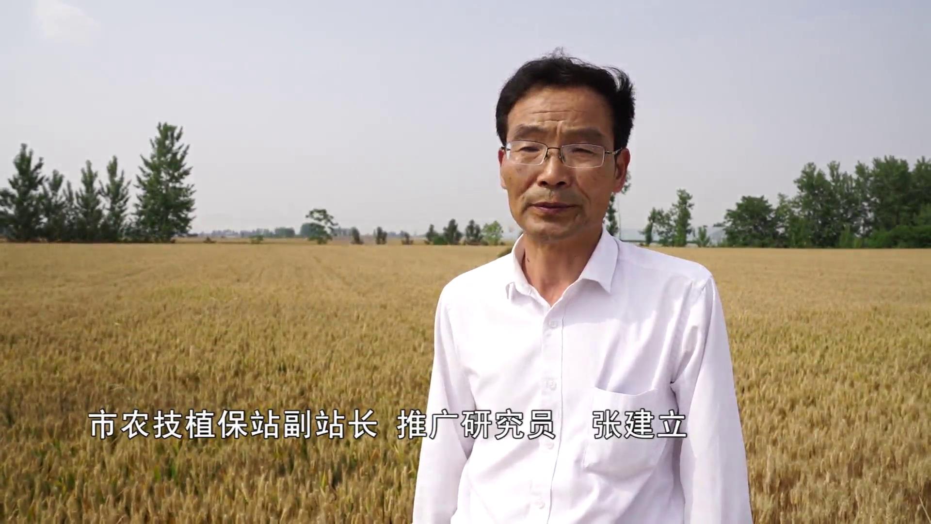 持续阴雨不利天气 专家提醒三夏麦收要及早准备 抢收抢种