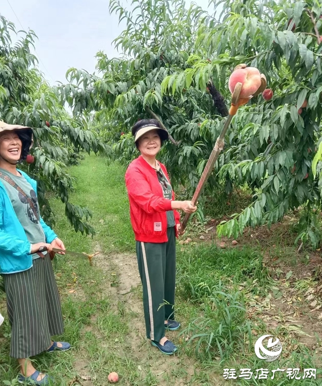 蜜桃挂满枝 采摘乐趣多