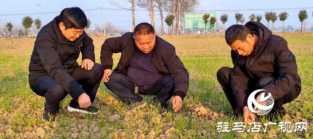 平舆县麦播结束 农技专家到田间地头跟踪指导服务