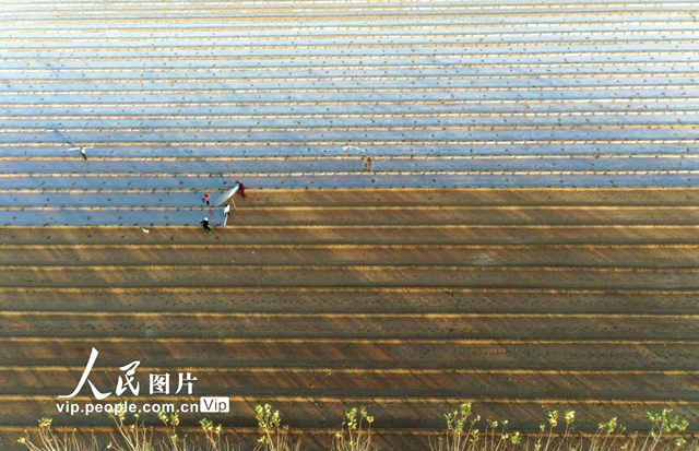 河南内黄：初冬时节冬种忙