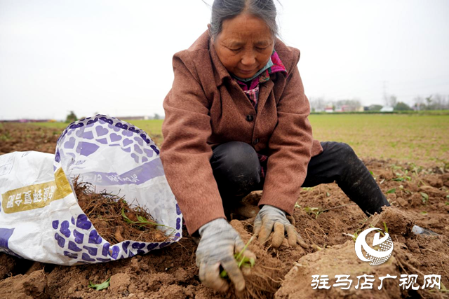 平舆县：借力“中国药谷”建设 发展药材种植产业