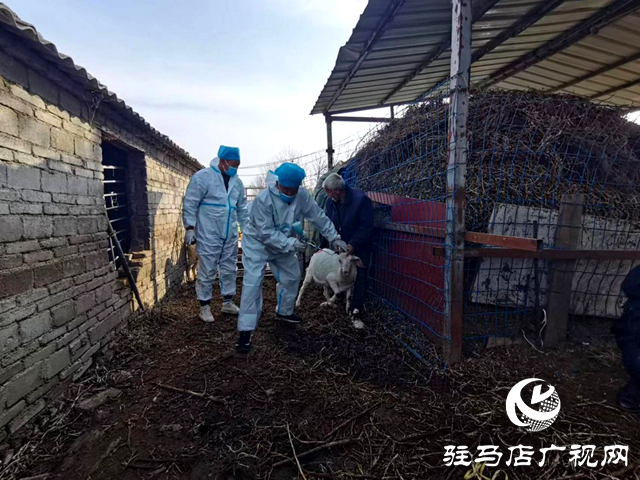 驿城区朱古洞乡：做好布病防控工作 助力畜牧业高质量发展