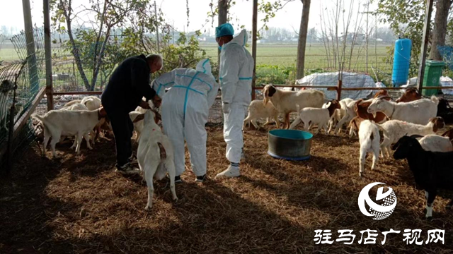 驿城区朱古洞乡：做好布病防控工作 助力畜牧业高质量发展