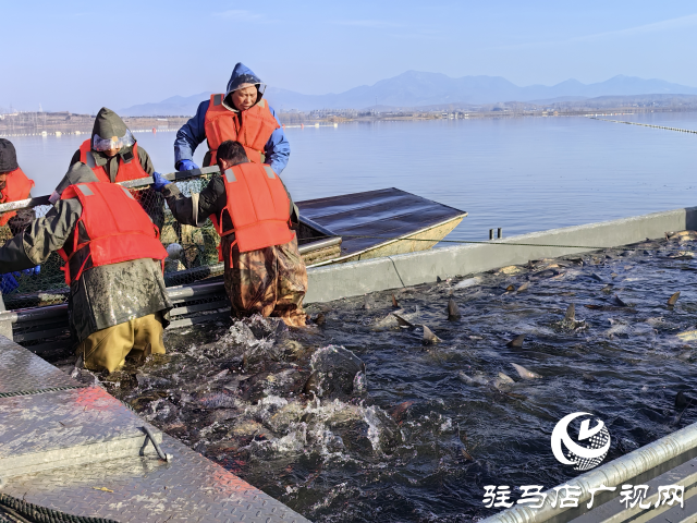 新春走基层||泌阳生态好鱼满仓 好运“鲢鲢”冬捕忙