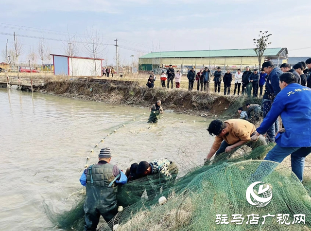 新春走基层||平舆县：开年“起鱼”忙 渔民乐丰收