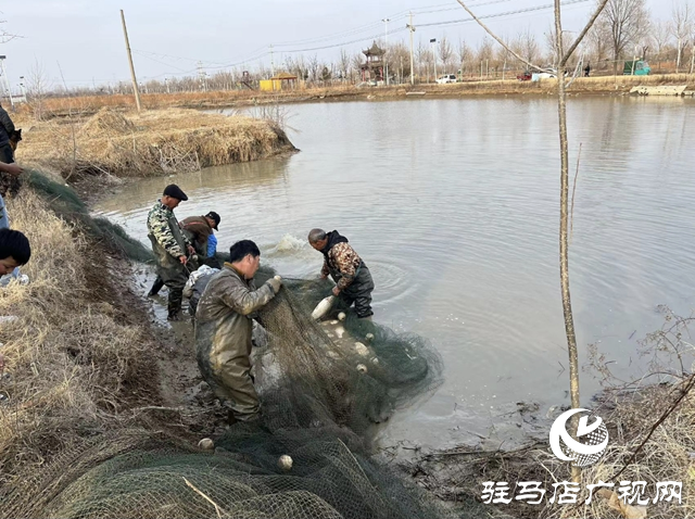 新春走基层||平舆县：开年“起鱼”忙 渔民乐丰收