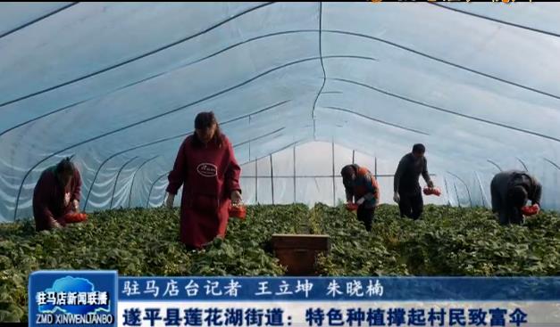 遂平县莲花湖街道：特色种植撑起村民致富伞