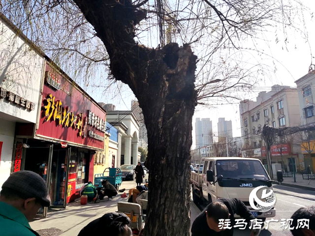 驻马店经济开发区：清除危树解民忧