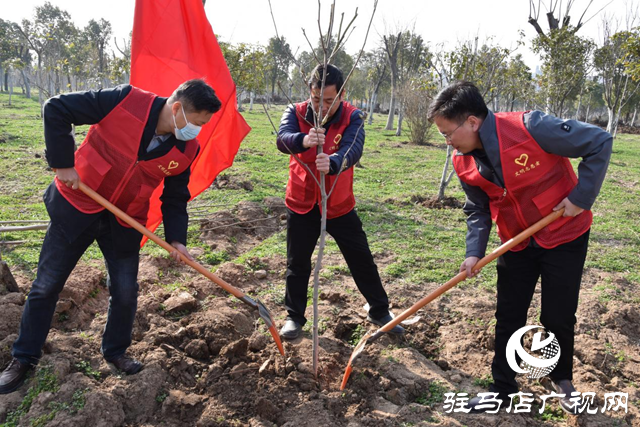 驻马店高新区投资公司开展植树造林志愿服务活动
