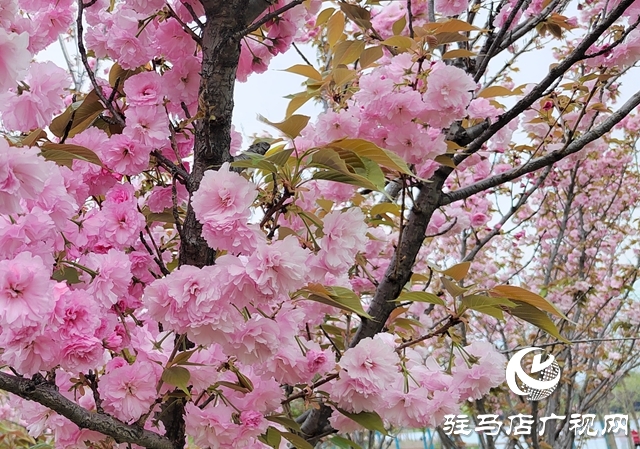 驻马店：樱花绽放美如画