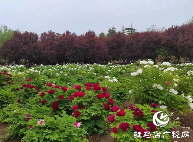 驻马店南海公园：牡丹次第开 国色绽芳容