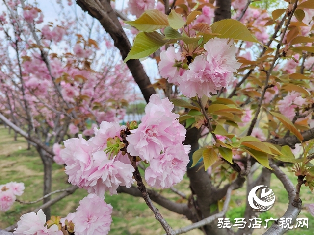 驻马店：樱花绽放美如画