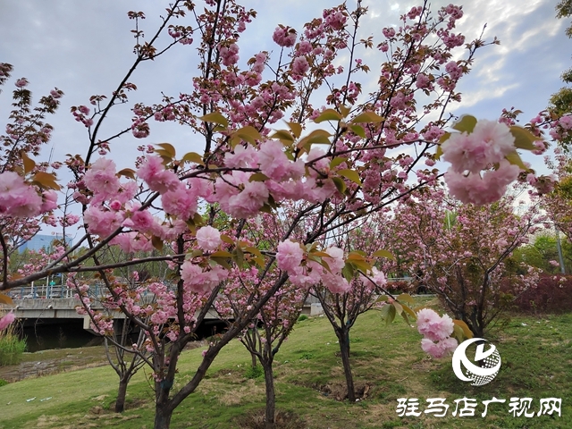 驻马店：樱花绽放美如画