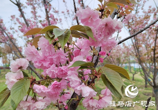 驻马店：樱花绽放美如画