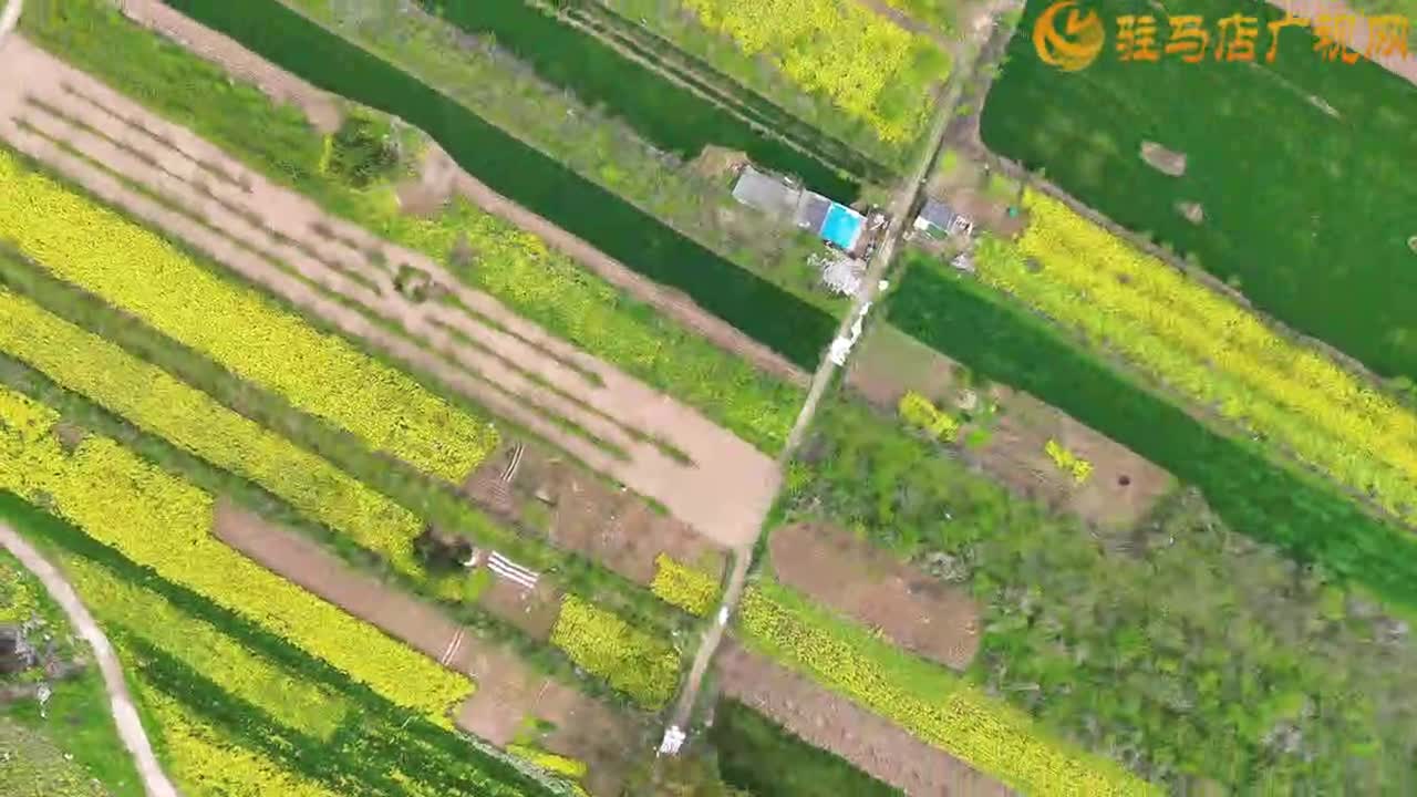 驻马店湿地植物园：春日盛景迎客来