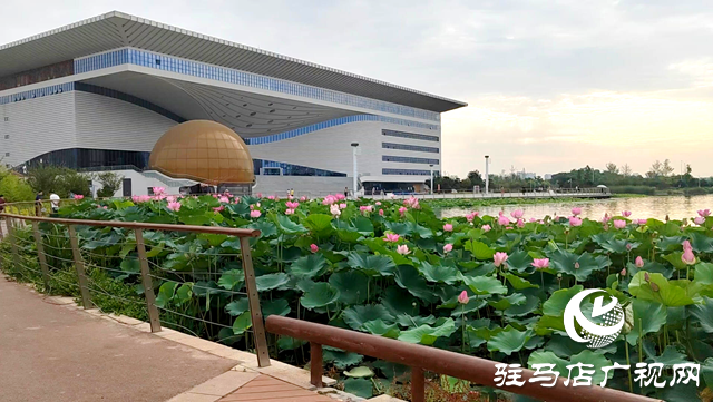 入夏荷花生 赏荷正当时
