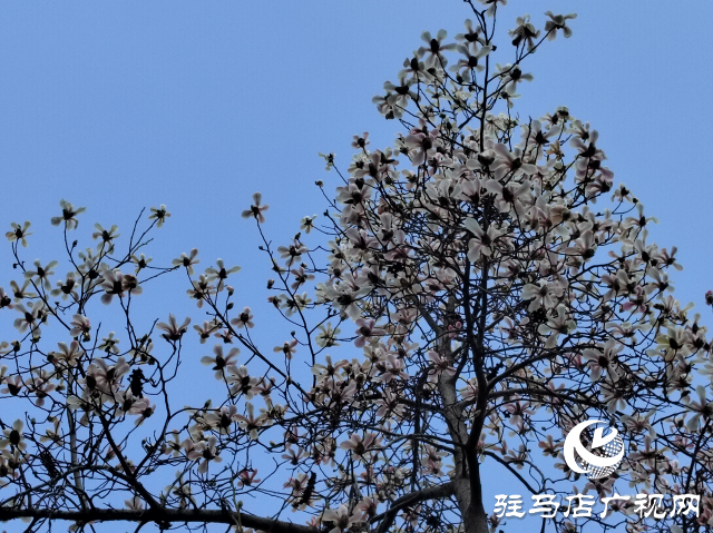 驻马店：玉兰花开 春意盎然