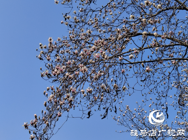 驻马店：玉兰花开 春意盎然