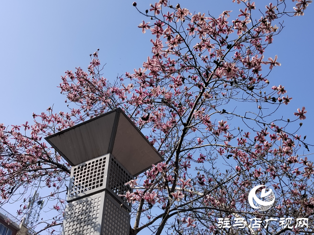 驻马店：玉兰花开 春意盎然