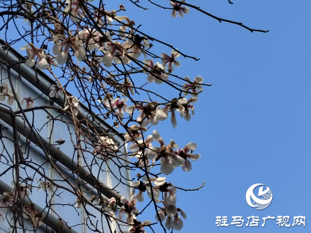 驻马店：玉兰花开 春意盎然