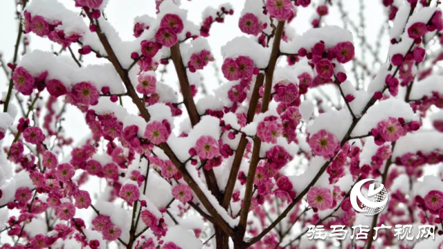 驻马店双龙公园：雪舞梅香 诗意盎然